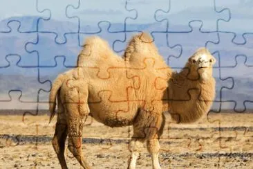 Cammello jigsaw puzzle