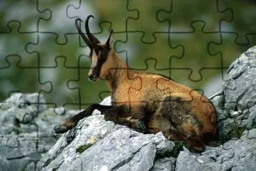 Camoscio jigsaw puzzle