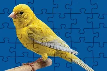 Canarino jigsaw puzzle