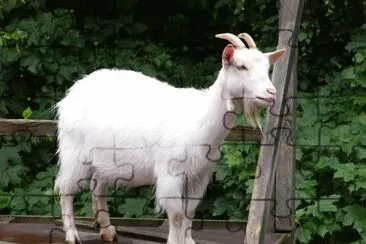 Capra