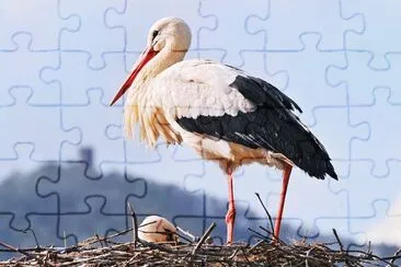 Cicogna