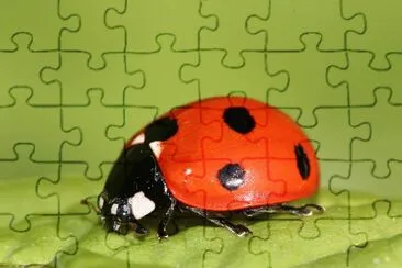 Coccinella