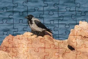 Cornacchia jigsaw puzzle