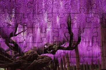 פאזל של Ã¡rbol morado
