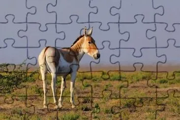 Emione jigsaw puzzle
