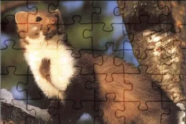 Faina jigsaw puzzle