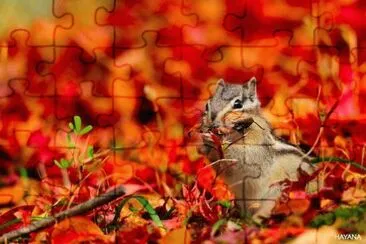 æ¾é¼ èˆ‡ç§‹å¤© jigsaw puzzle