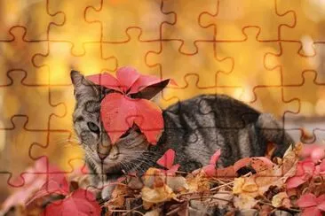 è²“èˆ‡ç§‹å¤© jigsaw puzzle