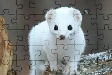 Furetto