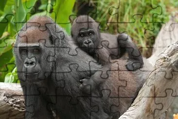 Gorilla
