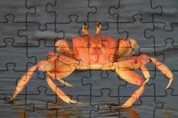 Granchio