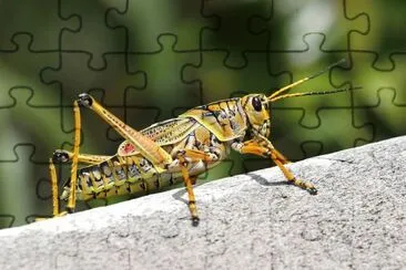 Grillo jigsaw puzzle