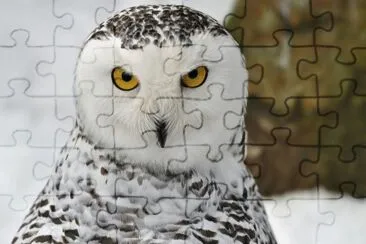 Gufo delle nevi jigsaw puzzle