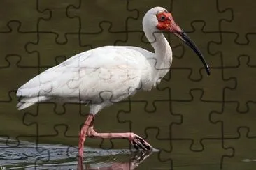 Ibis jigsaw puzzle