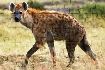 Iena jigsaw puzzle