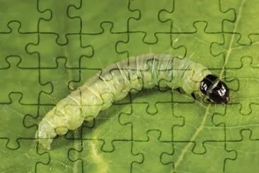 Larva jigsaw puzzle