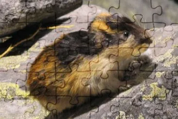 Lemming