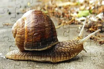 Lumaca jigsaw puzzle