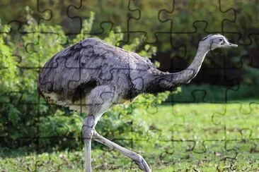 Nandu jigsaw puzzle