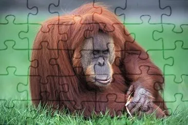 Orango jigsaw puzzle