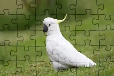 Pappagallo cacatua