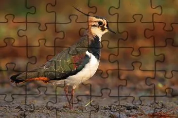Pavoncella jigsaw puzzle