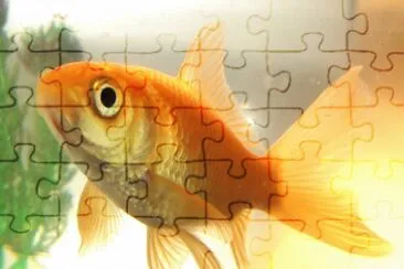 Pesce comune jigsaw puzzle