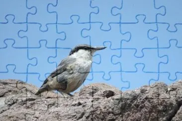 Picchio muratore di roccia jigsaw puzzle