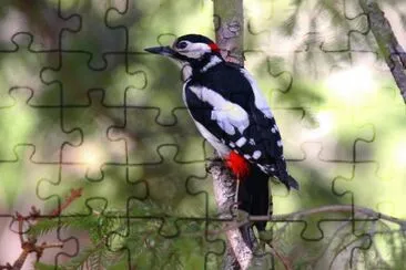 Picchio jigsaw puzzle