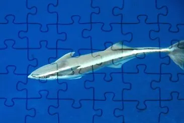 Remora jigsaw puzzle