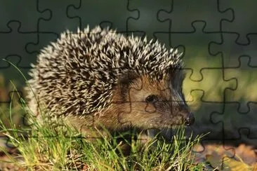 Riccio jigsaw puzzle