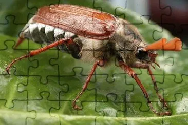 Scarabeo jigsaw puzzle