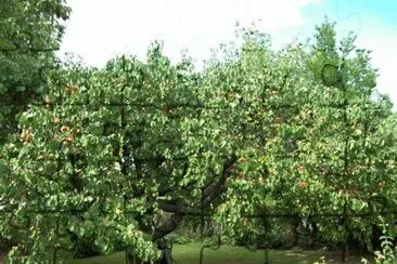 Damasco jigsaw puzzle