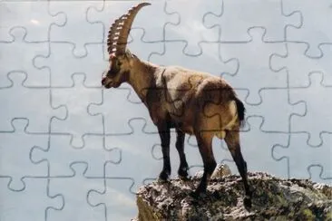 Stambecco jigsaw puzzle