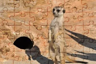 Suricato jigsaw puzzle