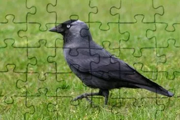 Taccola jigsaw puzzle
