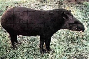 Tapiro jigsaw puzzle