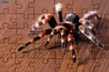 Tarantola jigsaw puzzle