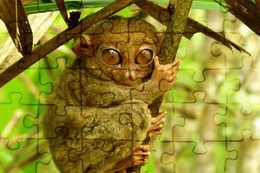 Tarsio jigsaw puzzle