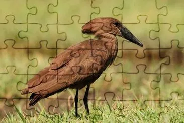 Umbretta jigsaw puzzle