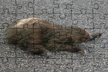 Unau