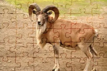 Urial