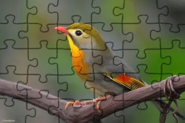Usignolo jigsaw puzzle