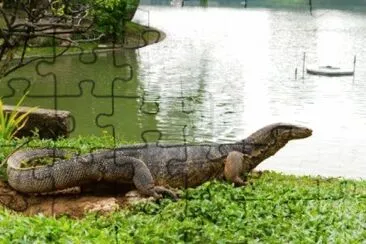Varano d 'acqua jigsaw puzzle