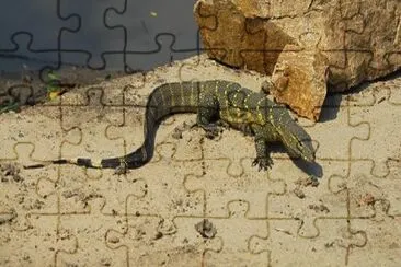 Varano jigsaw puzzle