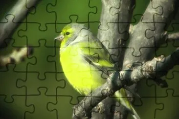 Venturone jigsaw puzzle