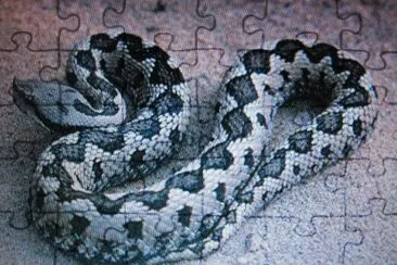 Vipera jigsaw puzzle