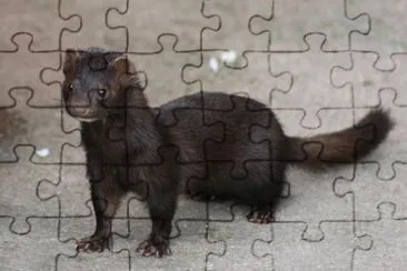 Visone jigsaw puzzle
