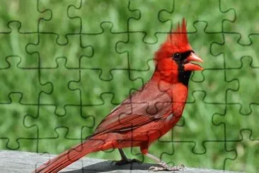 Cardinale