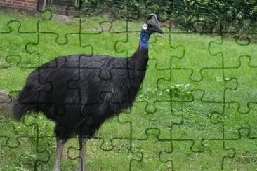 Casuario jigsaw puzzle